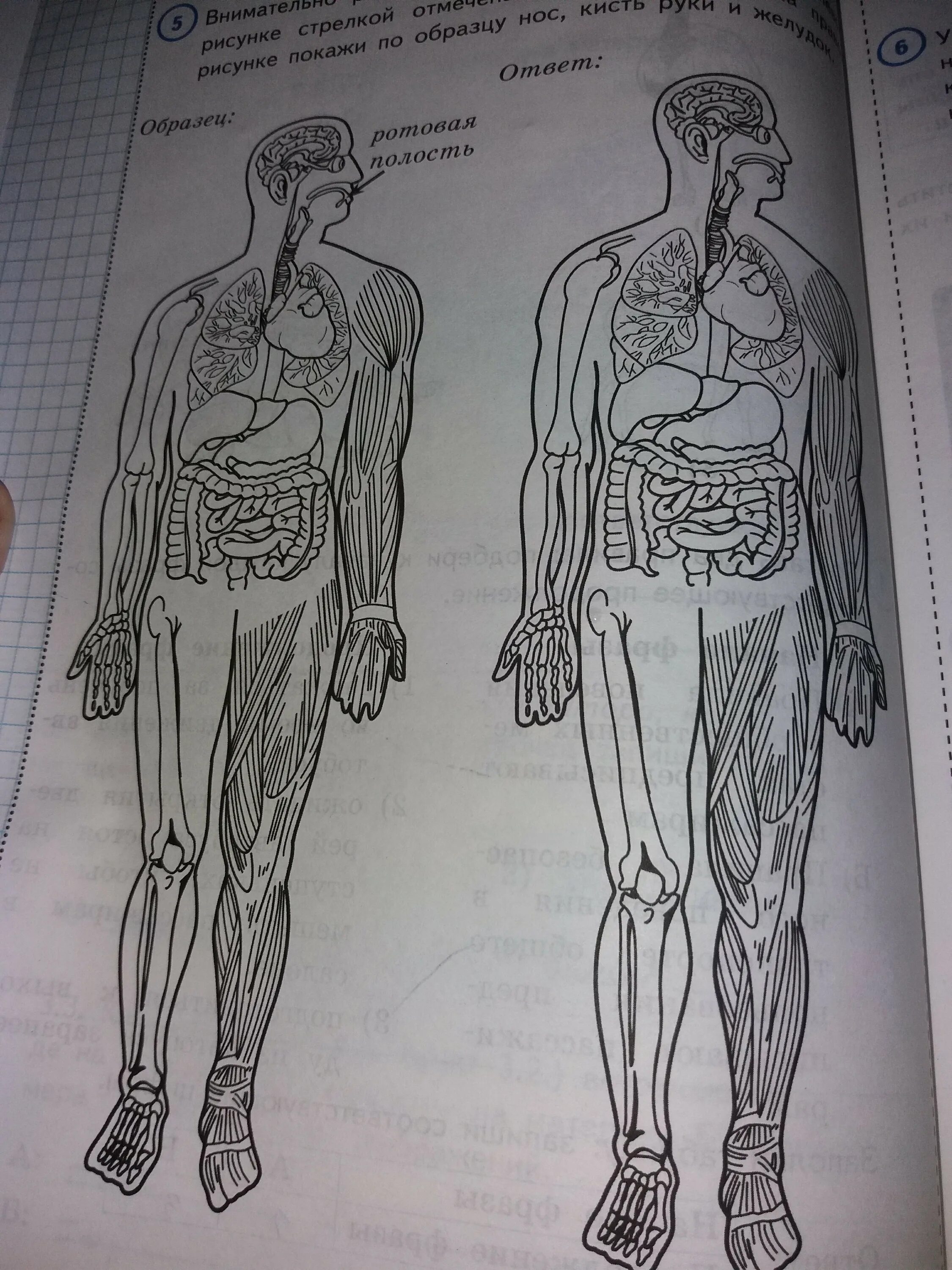 Рассмотри тело человека. Внимательно рассмотри изображение человека. Внимательно рассмотри рисунок. Тело человека рисунок для ВПР.