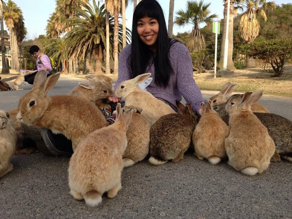 Кролики живут на улице. Остров кроликов Окуносима. Окуносима кроличий остров в Японии. Остров кроликов в Японии. Кролики Порто Санто.
