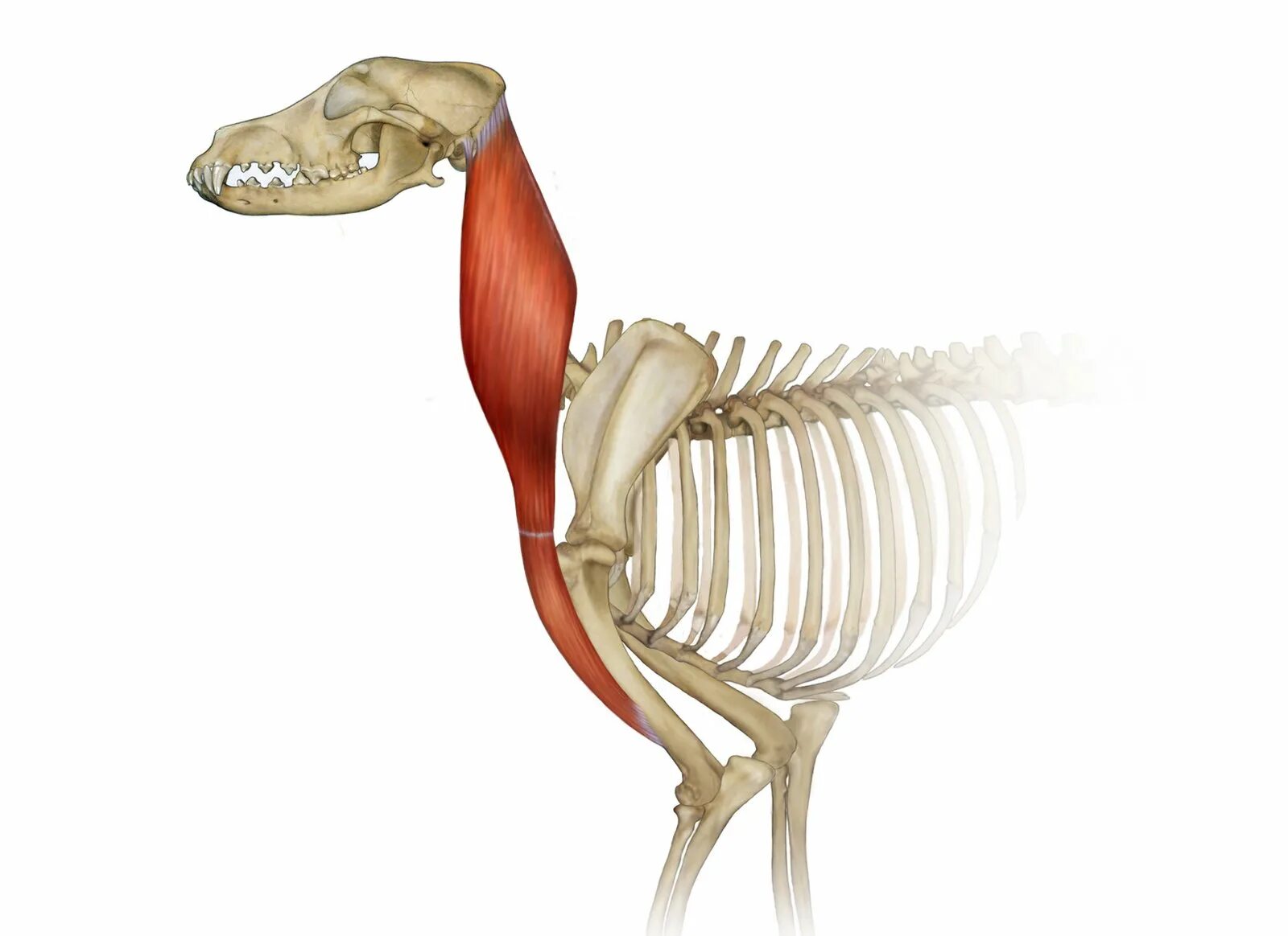 Грудино подъязычная мышца собаки. Животные с мышцами. Подъязычная кость анатомия животных. Скелетная мускулатура животного. Мускулатура млекопитающих