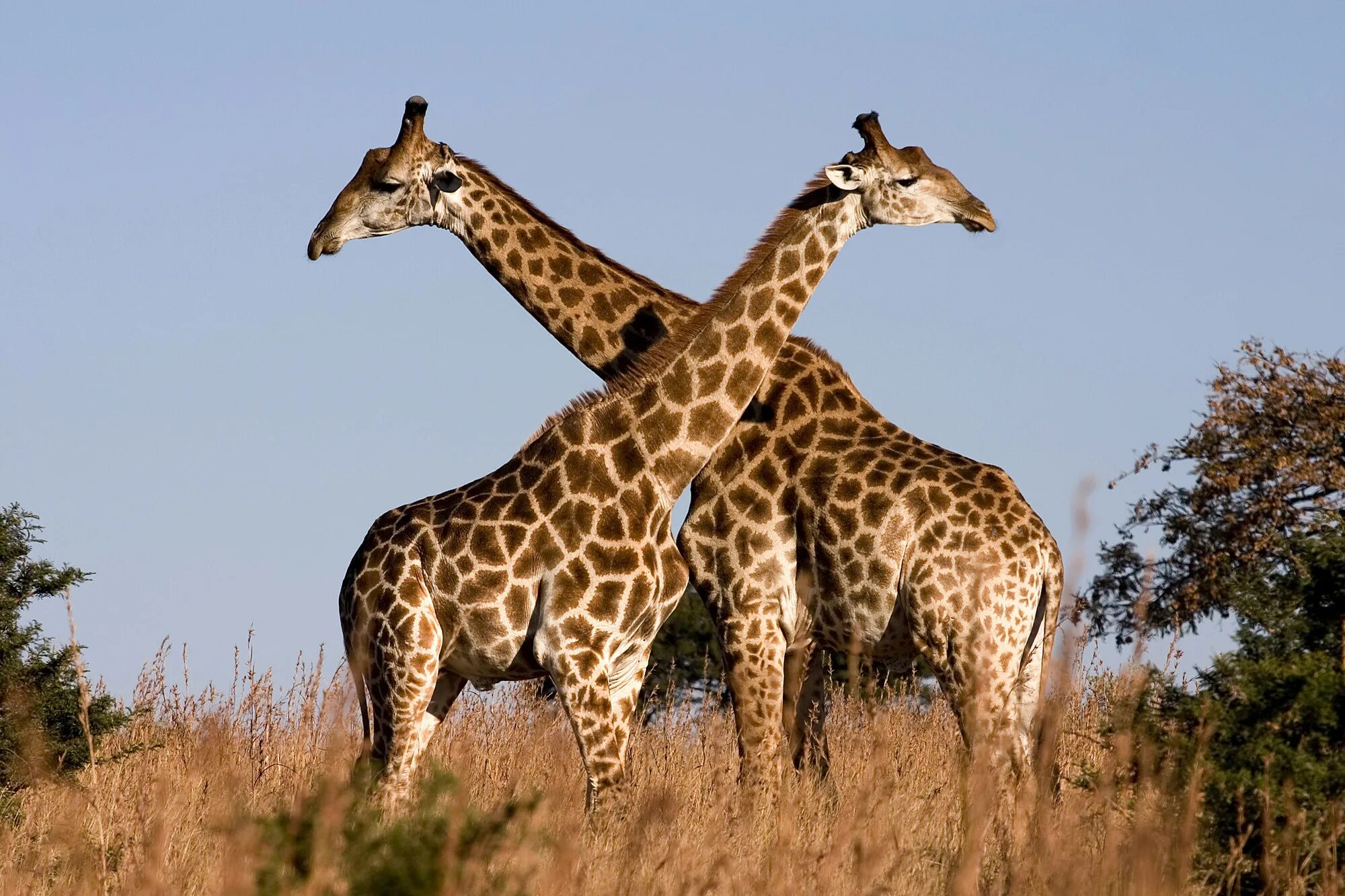 Животные разных сред. Парнокопытные млекопитающие жвачные. giraffa giraffa животные. парнокопытные жираф. жираф фото.