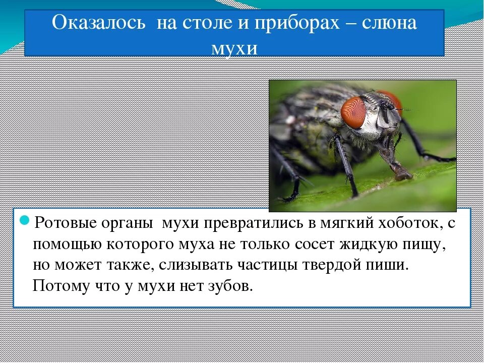 Сколько живут мухи. Органы мухи. Комнатная Муха профилактика. Продолжительность жизни мухи. Продолжительность жизни мухи комнатной.