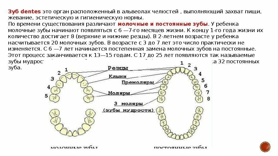 Какие зубы вставить передние. Связь зубов с органами схема. какой зуб отвечает за какой орган. зубы и органы взаимосвязь. с какими органами связаны зубы.