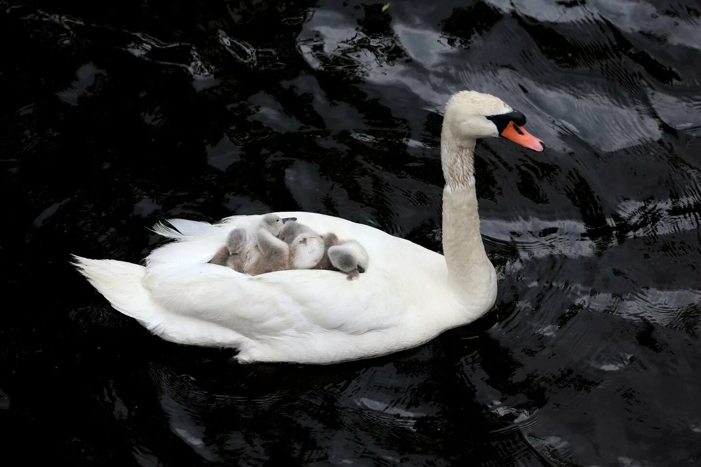 Swans co. Пара лебедей. Семья лебедей. Swans co. Swans "the glowing man".