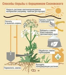Предохраняет растение от перегрева какая ткань