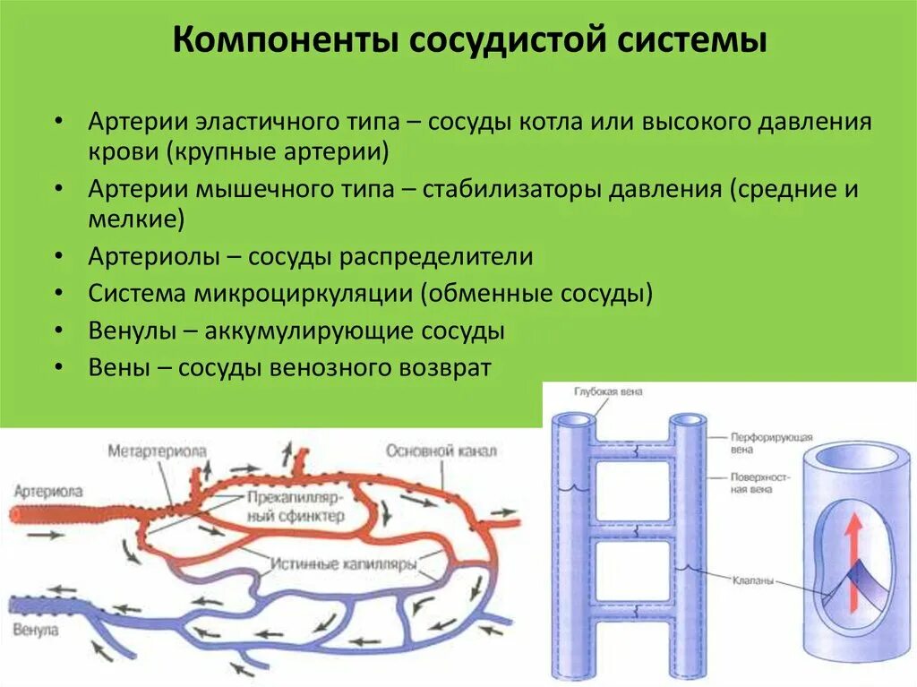 Чем характеризуются сосуды. Сосуды котла кровеносная система. Артерии эластичного типа. Сосуды котла физиология. Сосуд высокого давления.