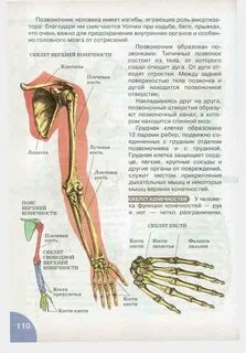 Верхние конечности анатомия
