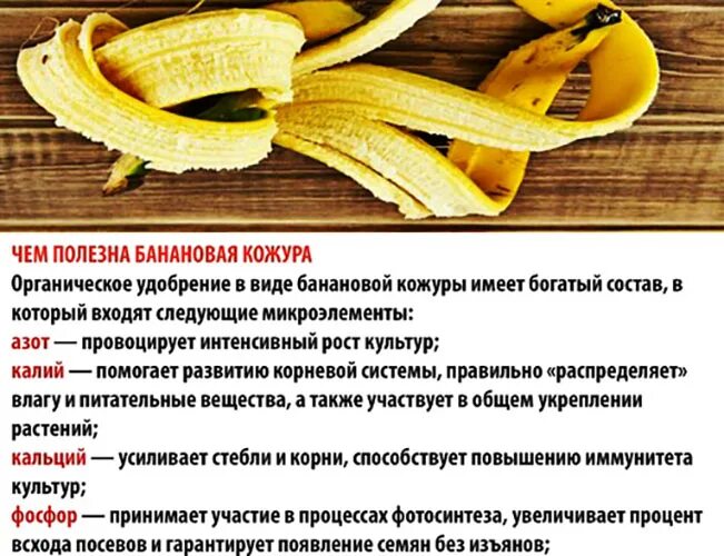 Банановая подкормка для рассады помидор и перцев