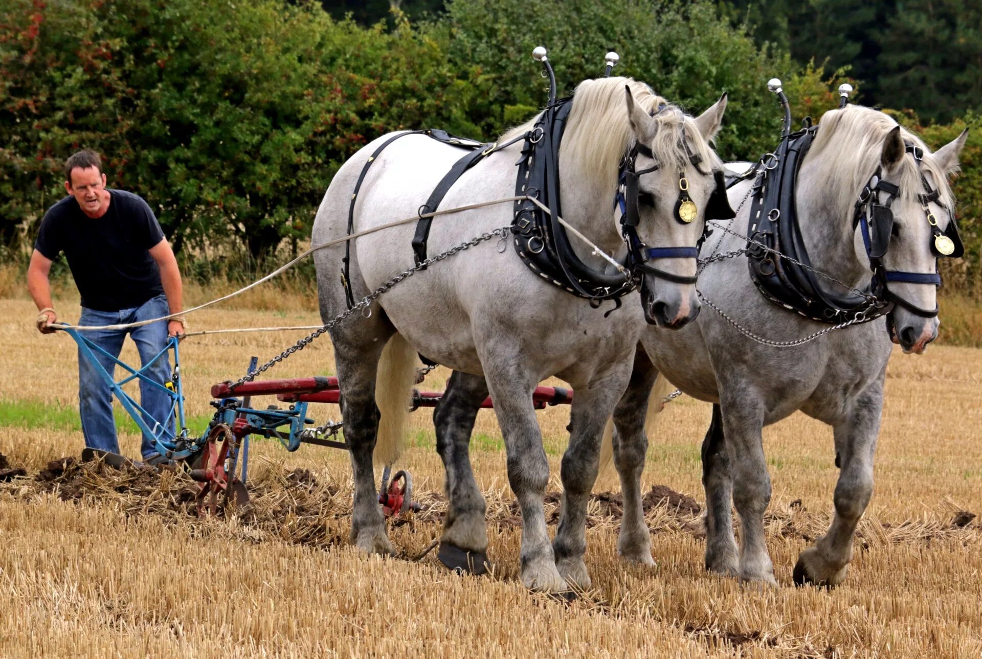 Heavy horses. Упряжная порода лошадей тройка. Тягловая лошадь упряжь. Упряжка лошадей цугом. Лошадь в упряжке.