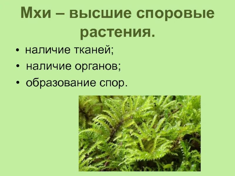 Почему моховидные высшие растения. Споровые растения презентация. низшие и высшие споровые растения. споровые растения схема. высшие споровые растения моховидные.
