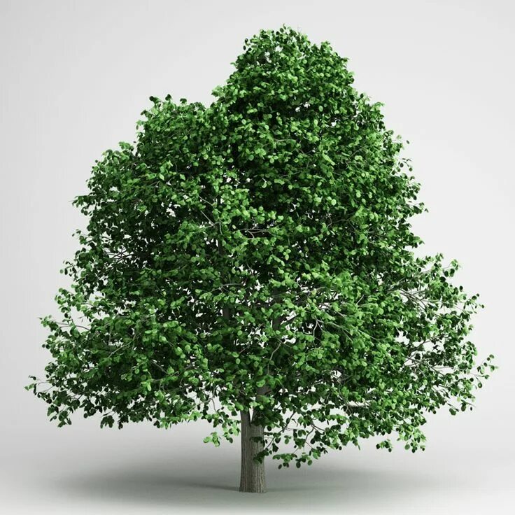 Trees ii