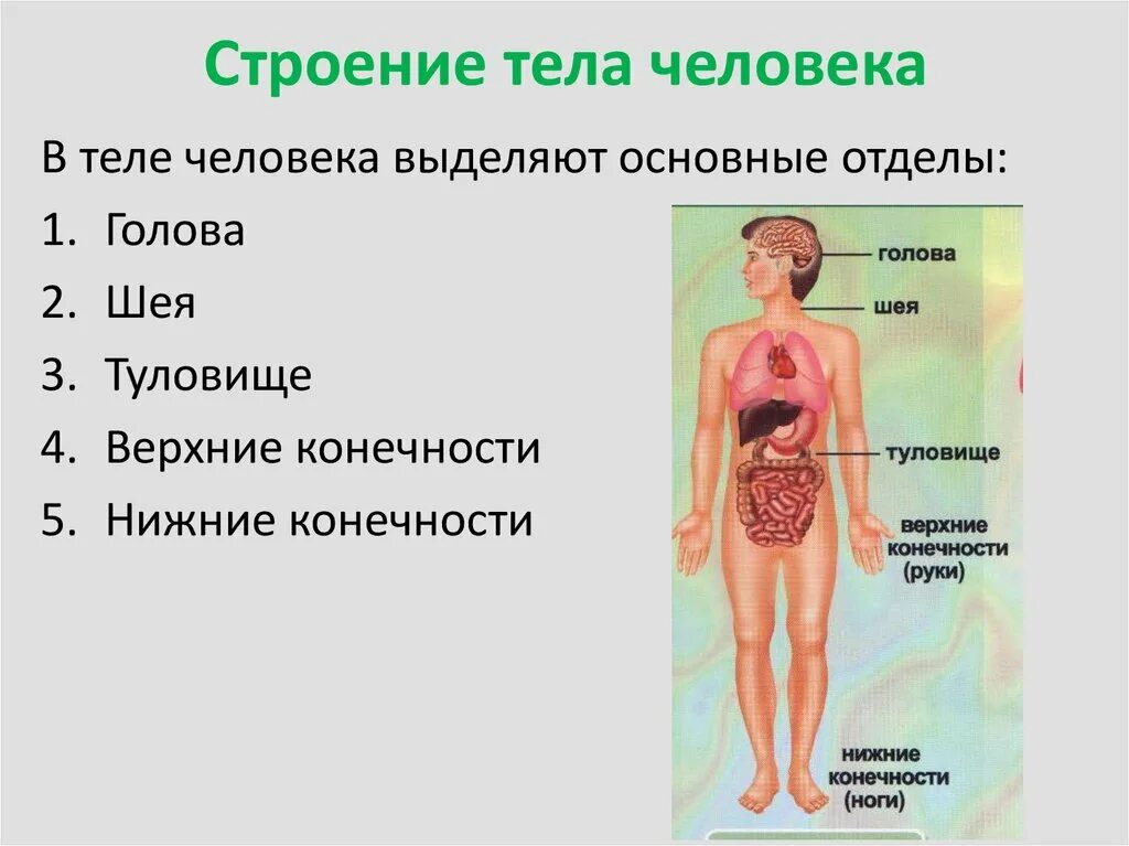 Структура органов человека. Строение тела человека. Строение организма человека. Структура тела человека. Строение человеческого организма.