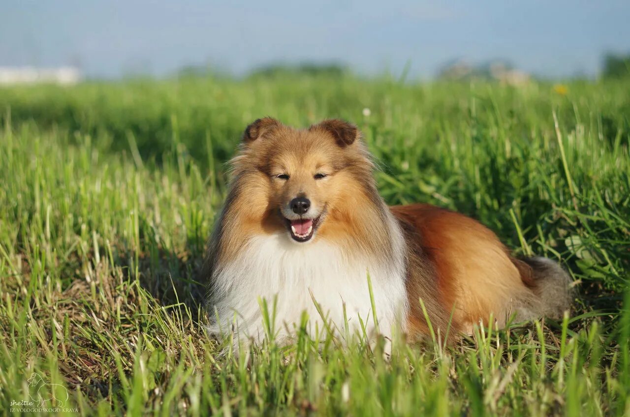 Шелти порода. Колли длинношёрстный. Форум шелти. Шелти тесса. Форум шелти.
