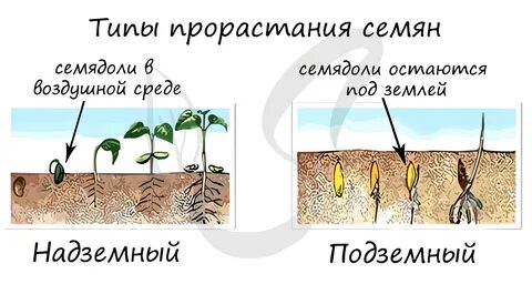 Способ прорастания семян