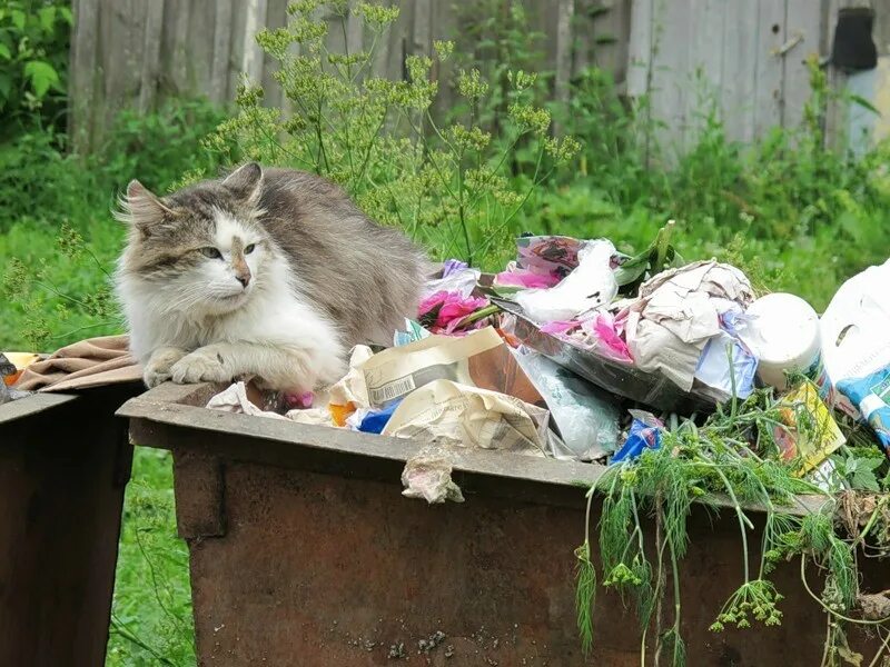 Кот в мусорке