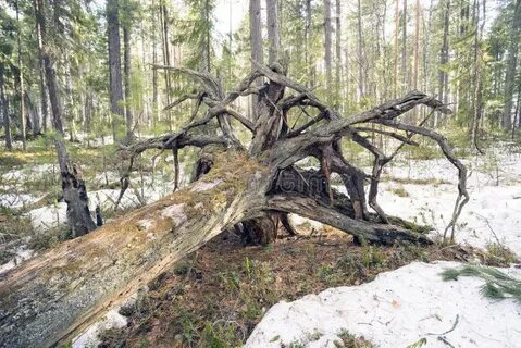 Сосна падает