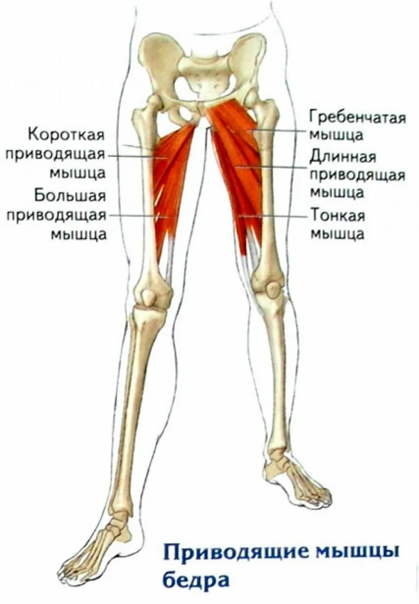 Зажим ляшками. Большая приводящая мышца бедра анатомия. Длинная отводящая мышца бедра. Короткая приводящая мышца бедра. Аддуктор Лонгус.