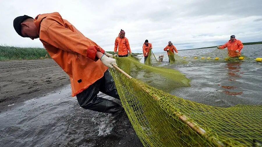 Промысел краба в охотском море. Невод бредень трал. Траловый лов рыбы. Рыболовная промышленность. Процесс ловли рыбы.