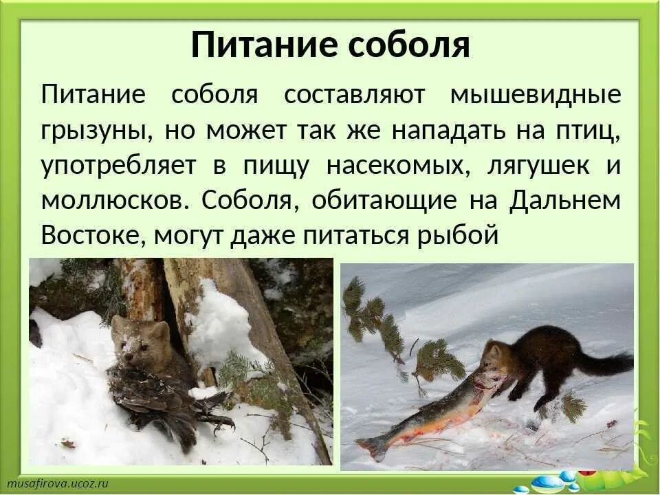 В настоящее время соболь встречается. Чем питается соболь. сообщение про соболя питание. питание соболя в природе. соболь животное обитающее в природной.