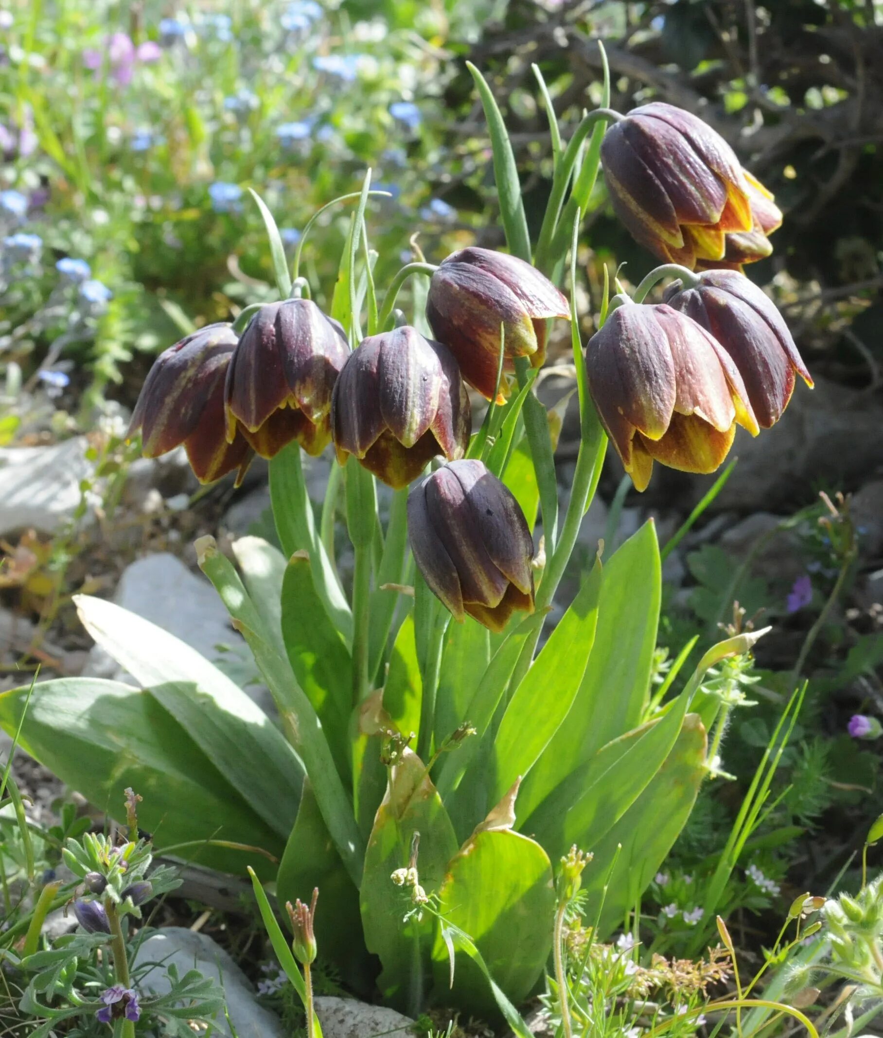 Фритиллярия ува вульпис. Рябчик fritillaria persica. рябчик, фритиллярия, fritillaria. фритиллярия (рябчик) михайловского.