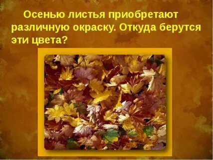 Чем можно объяснить изменение окраски листьев осенью