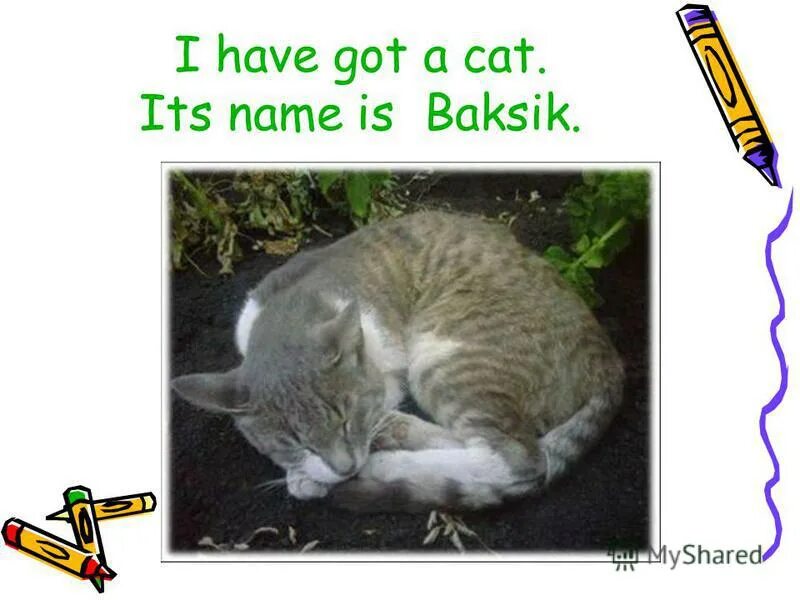 Презентации на тему pets. Проект мой питомец 1 класс английский язык. "my pet" ("мое домашнее животное). Домашний питомец по английскому языку. I have got a tortoise.