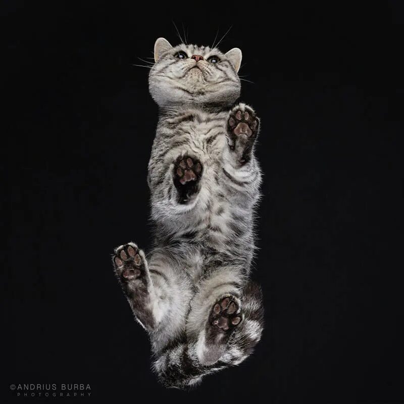 Кошка снизу. Андриус Бурба фотограф. Кошачий фотограф Андриус Бурба. Кошка на стеклянном столе вид снизу. Кошка вид снизу.
