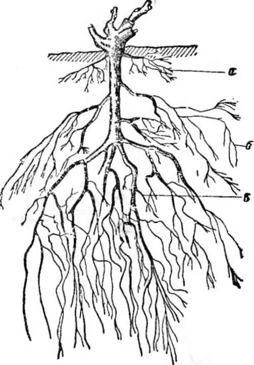 Корни винограда. Корни винограда глубина. Корневая система виноградной лозы. Строение корневой винограда.