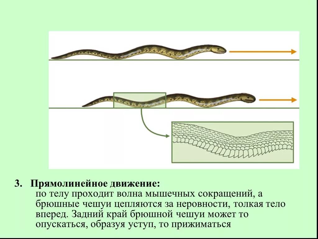 Передвигаются змеи довольно быстро с помощью. Пресмыкающиеся движение. способ передвижения гадюки. передвижение змеи. пресмыкающиеся жизнедеятельность.