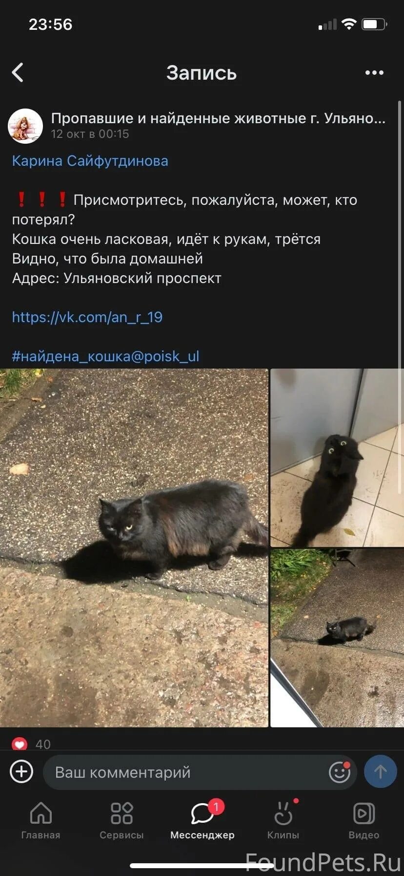 Как найти сбежавшую кошку. Убежала кошка из квартиры как найти.