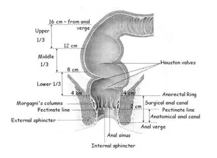 Per rectum перевод