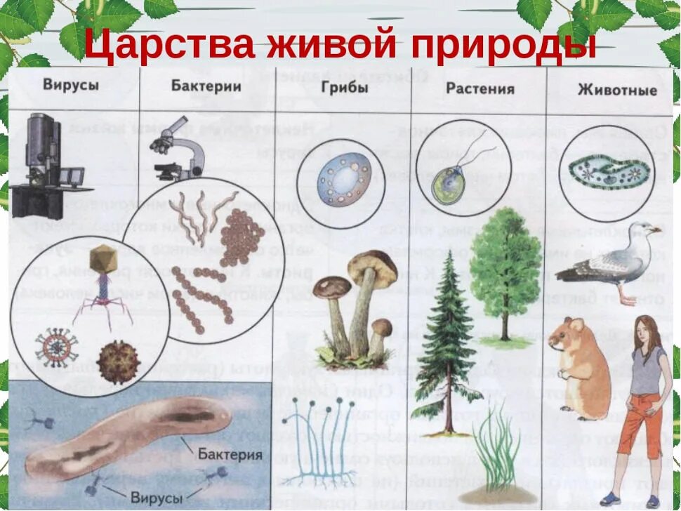 Сколько на земле существует царств природы. Царства живой природы 5 класс биология. Царство растений животных грибов бактерий вирусов. 5 Царств живой природы. Бактерии грибы растения животные это царство.