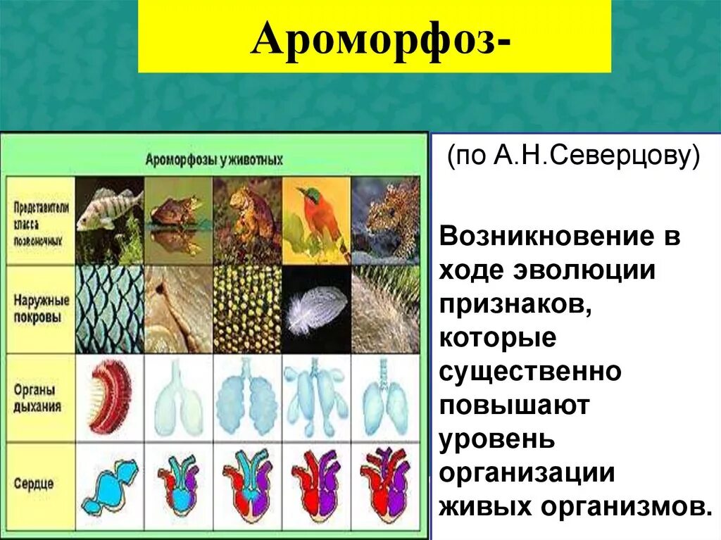 Ароморфоз крупные изменения в строении. Ароморфозы живых организмов. Ароморфозы животных. Ароморфоз примеры. Основные ароморфозы в эволюции многоклеточных.