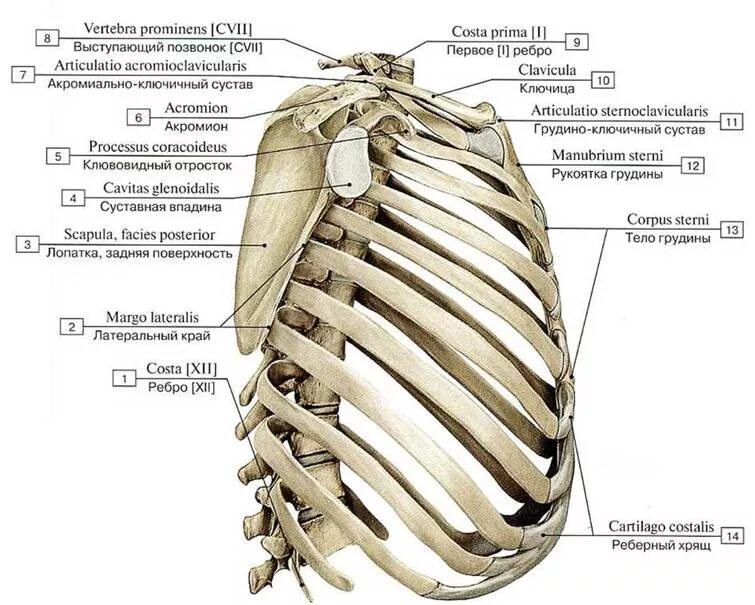 Между 6 и 7 ребром. Грудная клетка вид сбоку анатомия. Строение грудины и ребер человека анатомия. Ребра грудной клетки вид сбоку. Ребра и Грудина анатомия строение.