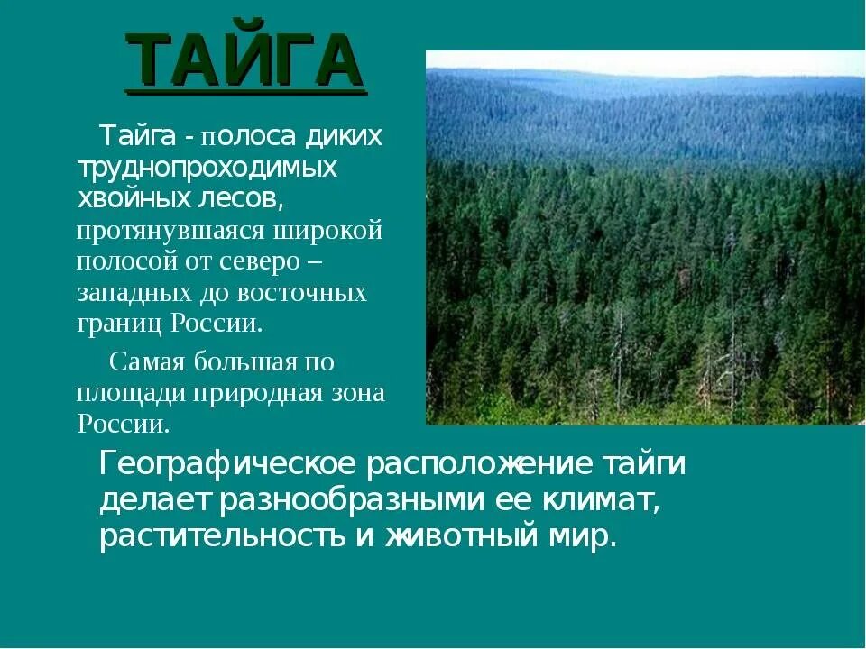 Природная зона расположенная южнее тайги. Тайга природная зона. Описание тайги. Тайга характеристика природной зоны. Зона тайги климат.