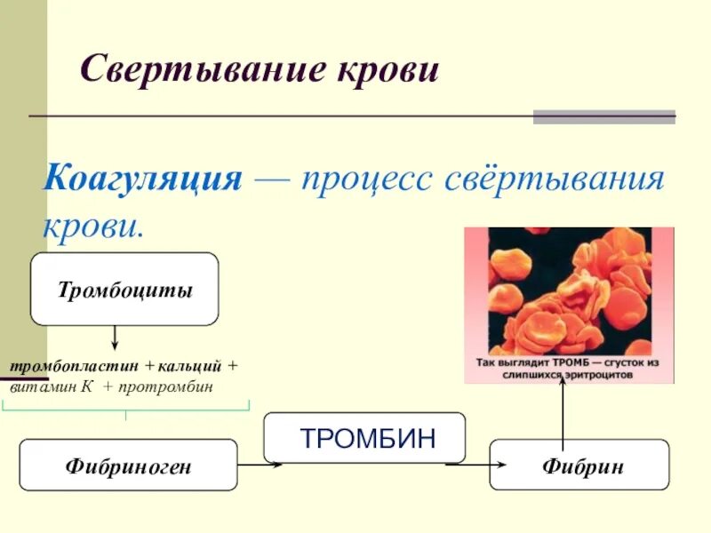 Функция свертывания крови выполняют. Схема свертываемости крови 8 класс. Тромбоциты схема свертывания крови. Схема свертывания крови биология. Свертывание крови 8 класс биология.