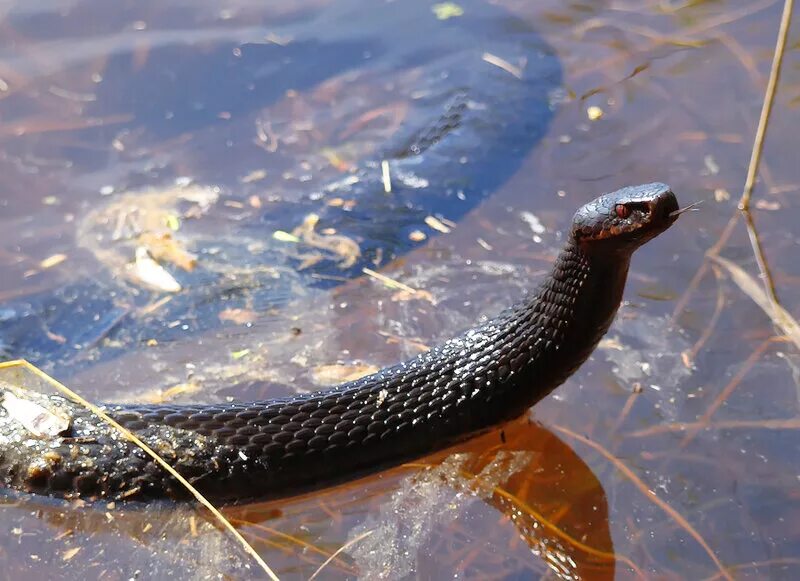 Гадюки плавают. Гадюка Никольского (Vipera nikolskii). Гадюка водоплавающая. Водяная черная гадюка. Водяной уж черная МОРФА.