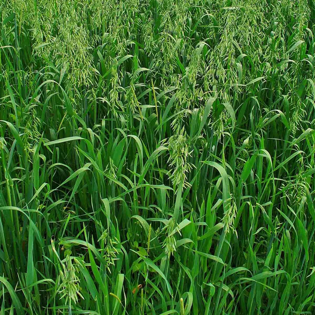 Овес среда обитания. Суданка многолетняя трава. Сорго-суданковый гибрид. Суданка однолетняя. Трава овсюг.