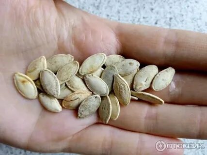 Можно ли есть семечки кабачков