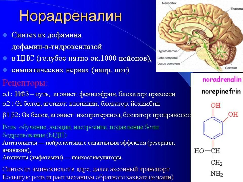 Норадреналин роль в ЦНС. Норадреналин роль в организме. Норадреналин функции гормона в организме. Норадреналин строение Синтез.