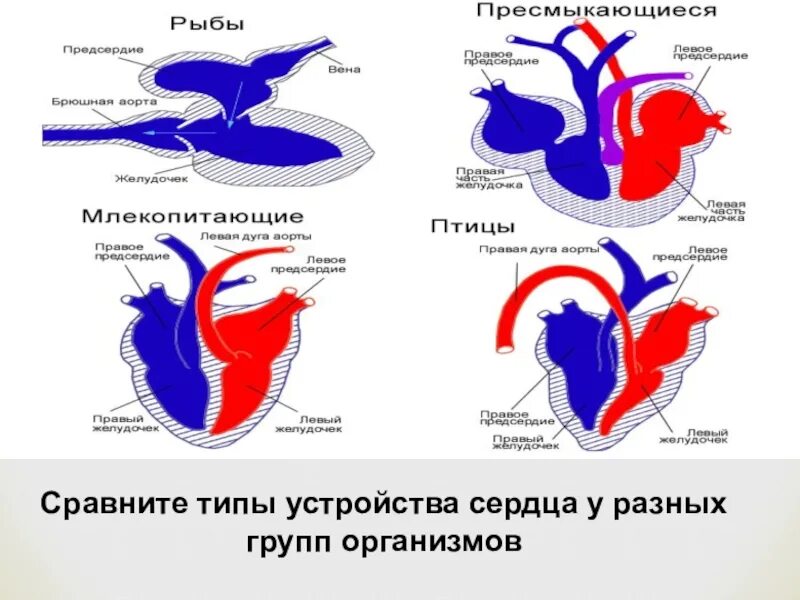 Камерные сердца у животных. Двухкамерное трехкамерное и четырехкамерное сердце таблица. двухкамерное сердце трехкамерное четырехкамерное. сердце разных животных. кровеносная система птиц и млекопитающих.