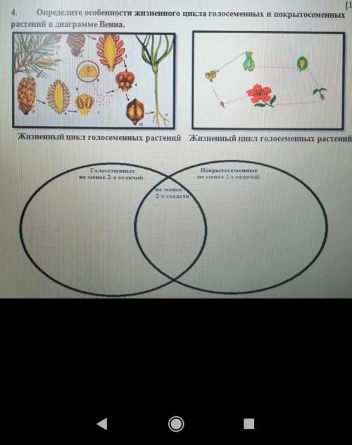 Определите особенности жизненного цикла. Жизненный цикл голосеменных и покрытосеменных. Диаграмма Венна Голосеменные и Покрытосеменные. Голосеменные и Покрытосеменные особенности жизненного цикла. Особенности жизненного цикла покрытосеменных.