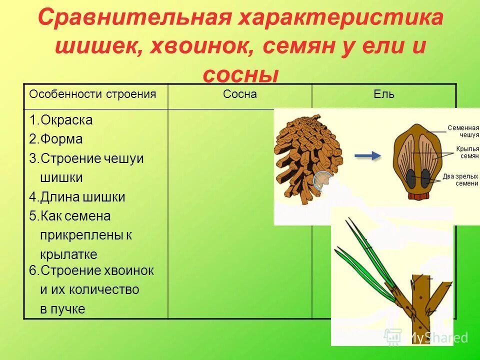 Чешуйка шишки ели. Окраска шишки сосны.