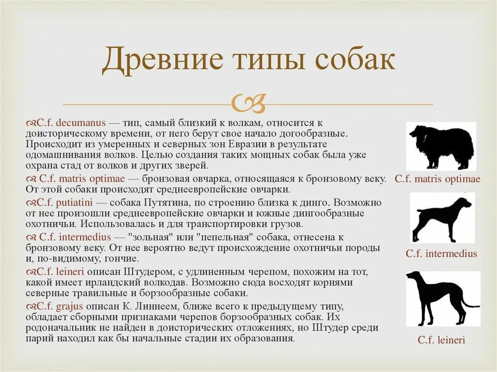 Возникновение древних пород собак. Древние типы собак. Происхождение домашней собаки. Собака древнее происхождение. Откуда появилась порода