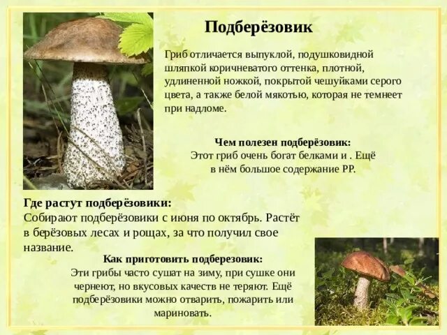 Подберезовик описание - CoffeePapa.ru