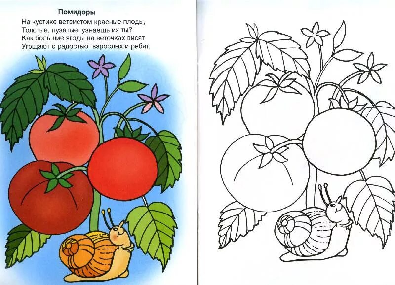 Раскраски для малышей овощи на грядке. Раскраска помидоры на грядке. Помидор раскраска. Овощи с образцом для раскрашивания.