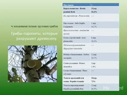 Береза классификация