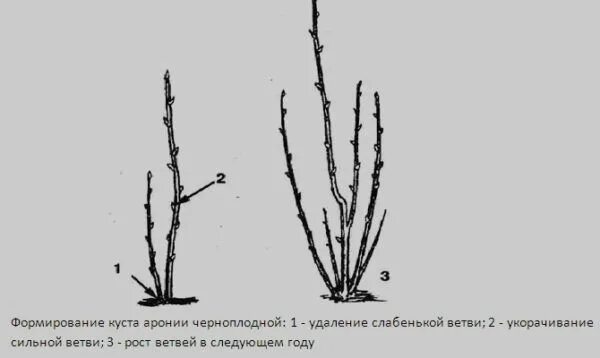 Как обрезать черноплодную рябину