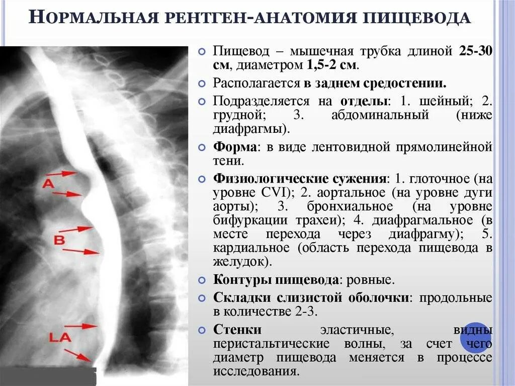 Пищевод вещества