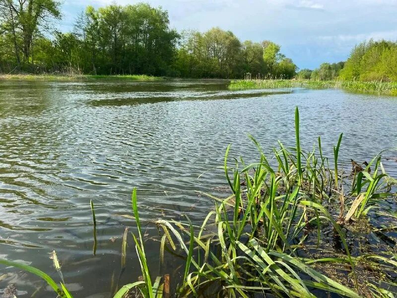 Рус рек. Растения реки оскол. Река оскол белгородской области. Река оскол. Река оскол 2023.
