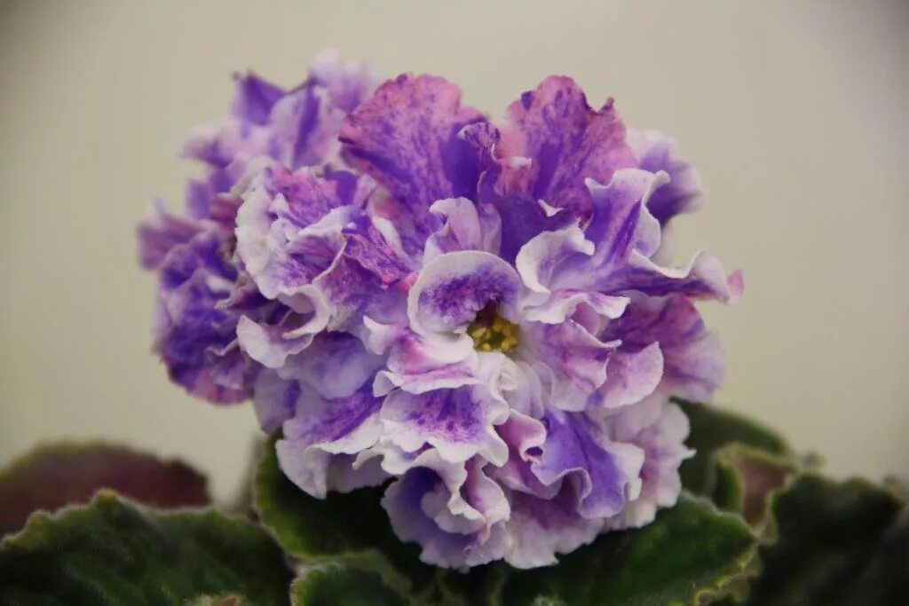 Фиалка нд шалфей. Фиалка нд шалфей. Сенполия шалфей. Фиалка сорт первоклашка. Фиалка ле прозрачный аметист.